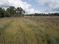 NL, Noord-Brabant, Boxtel, Kampina, Huisvennen 11, Saxifraga-Willem van Kruijsbergen