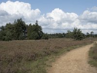 NL, Noord-Brabant, Boxtel, Kampina, Huisvennen 3, Saxifraga-Willem van Kruijsbergen