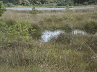 NL, Noord-Brabant, Boxtel, Kampina, Huisvennen 5, Saxifraga-Willem van Kruijsbergen, trilveen