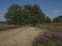 NL, Noord-Brabant, Boxtel, Kampina, Kromvennen 12, Saxifraga-Jan van der Straaten