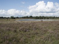 NL, Noord-Brabant, Boxtel, Kampina, Kromvennen 4, Saxifraga-Willem van Kruijsbergen