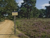 NL, Noord-Brabant, Boxtel, Kampina, Kromvennen 8, Saxifraga-Jan van der Straaten