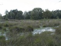 NL, Noord-Brabant, Boxtel, Kampina, Lelieven 1, Saxifraga-Willem van Kruijsbergen