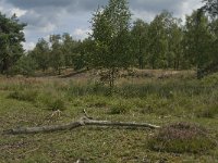 NL, Noord-Brabant, Boxtel, Kampina, Witte Bergen 10, Saxifraga-Jan van der Straaten