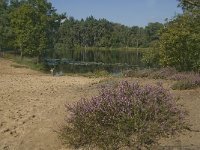 NL, Noord-Brabant, Boxtel, Palingven 1, Saxifraga-Jan van der Straaten