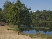 NL, Noord-Brabant, Boxtel, Palingven 4, Saxifraga-Jan van der Straaten