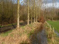 NL, Noord-Brabant, Boxtel, Rooije Steeg 10, Saxifraga-Jan van der Straaten