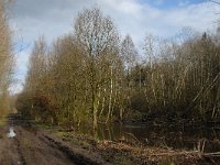 NL, Noord-Brabant, Boxtel, Rooije Steeg 7, Saxifraga-Jan van der Straaten