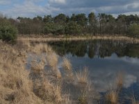 NL, Noord-Brabant, Boxtel, Zandbergsven 5, Saxifraga-Jan van der Straaten