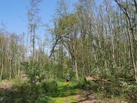 NL, Noord-Brabant, Cranendonck, Boschvelden near Landgoed De Pan 3, Saxifraga-Tom Heijnen