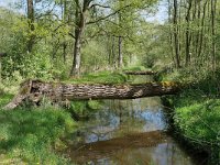 NL, Noord-Brabant, Cranendonck, Boschvelden near Landgoed De Pan 4, Saxifraga-Tom Heijnen