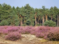 NL, Noord-Brabant, Cranendonck, De Putberg 1, Saxifraga-Tom Heijnen