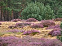 NL, Noord-Brabant, Cranendonck, De Putberg 2, Saxifraga-Tom Heijnen