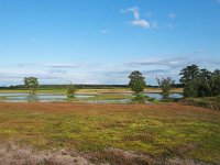 NL, Noord-Brabant, Cranendonck, Gastelsche Heide (Oude Strijper Aa) 10, Saxifraga-Tom Heijnen