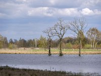 NL, Noord-Brabant, Cranendonck, Gastelsche Heide (Oude Strijper Aa) 14, Saxifraga-Tom Heijnen