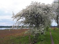 NL, Noord-Brabant, Cranendonck, Gastelsche Heide (Oude Strijper Aa) 17, Saxifraga-Tom Heijnen