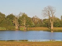 NL, Noord-Brabant, Cranendonck, Gastelsche Heide (Oude Strijper Aa) 21, Saxifraga-Tom Heijnen