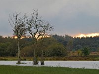 NL, Noord-Brabant, Cranendonck, Gastelsche Heide (Oude Strijper Aa) 24, Saxifraga-Tom Heijnen