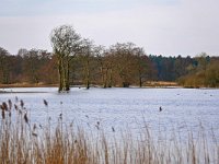 NL, Noord-Brabant, Cranendonck, Gastelsche Heide (Oude Strijper Aa) 26, Saxifraga-Tom Heijnen