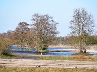 NL, Noord-Brabant, Cranendonck, Gastelsche Heide (Oude Strijper Aa) 5, Saxifraga-Tom Heijnen