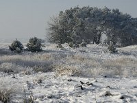 NL, Noord-Brabant, Cranendonck, Groote Heide 11, Saxifraga-Jan van der Straaten