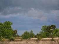 NL, Noord-Brabant, Cranendonck, Groote Heide 11, Saxifraga-Tom Heijnen