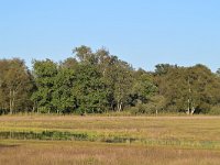 NL, Noord-Brabant, Cranendonck, Groote Heide 15, Saxifraga-Tom Heijnen