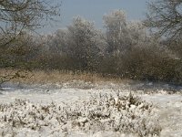 NL, Noord-Brabant, Cranendonck, Groote Heide 2, Saxifraga-Marijke Verhagen