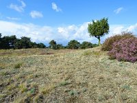 NL, Noord-Brabant, Cranendonck, Groote Heide 2, Saxifraga-Tom Heijnen