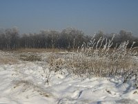 NL, Noord-Brabant, Cranendonck, Groote Heide 3, Saxifraga-Jan van der Straaten