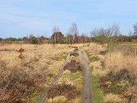 NL, Noord-Brabant, Cranendonck, Groote Heide 3, Saxifraga-Tom Heijnen