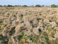 NL, Noord-Brabant, Cranendonck, Groote Heide 4, Saxifraga-Tom Heijnen