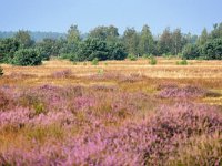 NL, Noord-Brabant, Cranendonck, Groote Heide 6, Saxifraga-Tom Heijnen