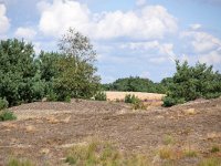 NL, Noord-Brabant, Cranendonck, Groote Heide 8, Saxifraga-Tom Heijnen