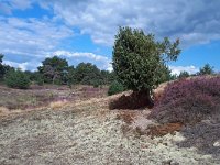 NL, Noord-Brabant, Cranendonck, Groote Heide 9, Saxifraga-Tom Heijnen