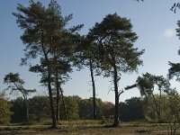 NL, Noord-Brabant, Cranendonck, Hugterheide 1, Saxifraga-Marijke Verhagen