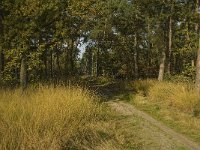 NL, Noord-Brabant, Cranendonck, Hugterheide 8, Saxifraga-Jan van der Straaten