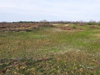 NL, Noord-Brabant, Cranendonck, Kranenveld 2, Saxifraga-Tom Heijnen