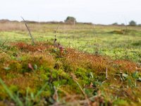 NL, Noord-Brabant, Cranendonck, Kranenveld 5, Saxifraga-Tom Heijnen