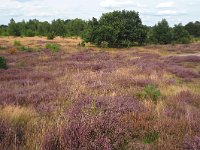 NL, Noord-Brabant, Cranendonck, Kranenveld 6, Saxifraga-Tom Heijnen