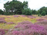 NL, Noord-Brabant, Cranendonck, Kranenveld 7, Saxifraga-Tom Heijnen