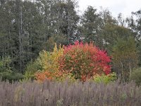 NL, Noord-Brabant, Cranendonck, Kranenveld 8, Saxifraga-Tom Heijnen