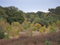 NL, Noord-Brabant, Cranendonck, Kranenveld 9, Saxifraga-Tom Heijnen