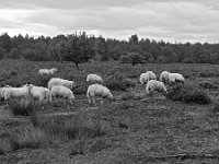 NL, Noord-Brabant, Cranendonck, Landgoed De Pan 4, Saxifraga-Tom Heijnen