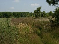 NL, Noord-Brabant, Cranendonck, Nyrstar 1, Saxifraga-Jan van der Straaten