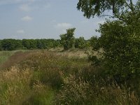 NL, Noord-Brabant, Cranendonck, Nyrstar 2, Saxifraga-Jan van der Straaten