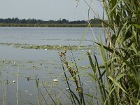 NL, Noord-Brabant, Cranendonck, Ringselven 9, Saxifraga-Marijke Verhagen