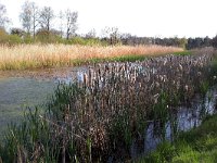 NL, Noord-Brabant, Cranendonck, Rioolwaterzuivering Soerendonk 1, Saxifraga-Tom Heijnen