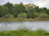 NL, Noord-Brabant, Cranendonck, Soerendonks Goor 1, Saxifraga-Tom Heijnen