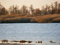 NL, Noord-Brabant, Cranendonck, Soerendonks Goor 10, Saxifraga-Tom Heijnen